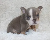 Indi Rose, a female English Bulldog for sale in Shipshewana, IN – 9 of 10