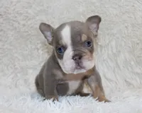 Indi Rose, a female English Bulldog for sale in Shipshewana, IN – 4 of 10