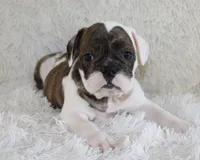 Harry, a male English Bulldog for sale in Shipshewana, IN – 4 of 10