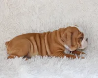 Kallie, a female English Bulldog for sale in Shipshewana, IN – 9 of 10