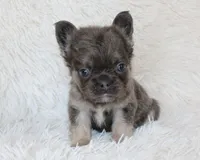 Isaac (Fluffy), a male French Bulldog for sale in Shipshewana, IN – 9 of 10