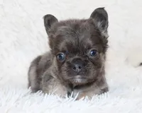 Isaac (Fluffy), a male French Bulldog for sale in Shipshewana, IN – 8 of 10