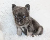 Isaac (Fluffy), a male French Bulldog for sale in Shipshewana, IN – 4 of 10