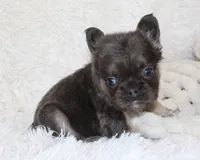 Isaac (Fluffy), a male French Bulldog for sale in Shipshewana, IN – 3 of 10