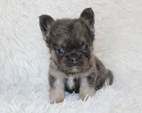 Isaac (Fluffy), a male French Bulldog for sale in Shipshewana, IN – 5 of 10