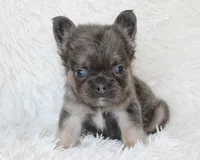 Isaac (Fluffy), a male French Bulldog for sale in Shipshewana, IN – 2 of 10