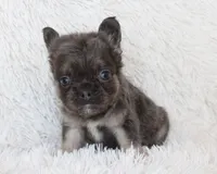 Isaac (Fluffy), a male French Bulldog for sale in Shipshewana, IN – 10 of 10