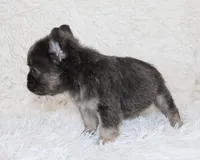 Isaac (Fluffy), a male French Bulldog for sale in Shipshewana, IN – 7 of 10
