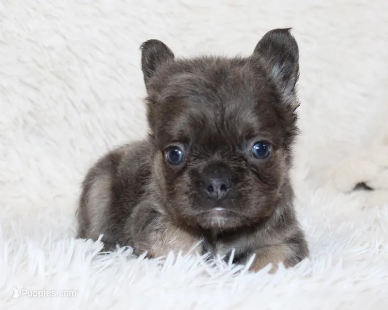 Isaac (Fluffy) – French Bulldog puppy for sale in Shipshewana, IN