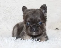 Isaac (Fluffy), a male French Bulldog for sale in Shipshewana, IN – 1 of 10