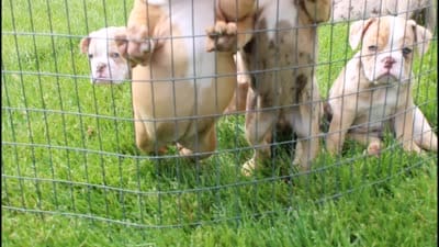Kallie, a female English Bulldog for sale in Shipshewana, IN – 3 of 10