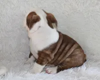 Hudson, a male English Bulldog for sale in Shipshewana, IN – 6 of 9