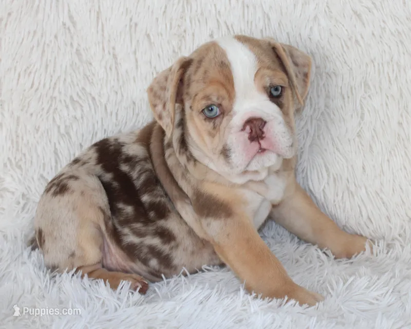 Kipp – English Bulldog puppy for sale in Shipshewana, IN