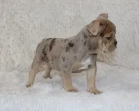 Kacy, a female English Bulldog for sale in Shipshewana, IN – 3 of 9