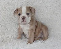 Kory, a male English Bulldog for sale in Shipshewana, IN – 3 of 9