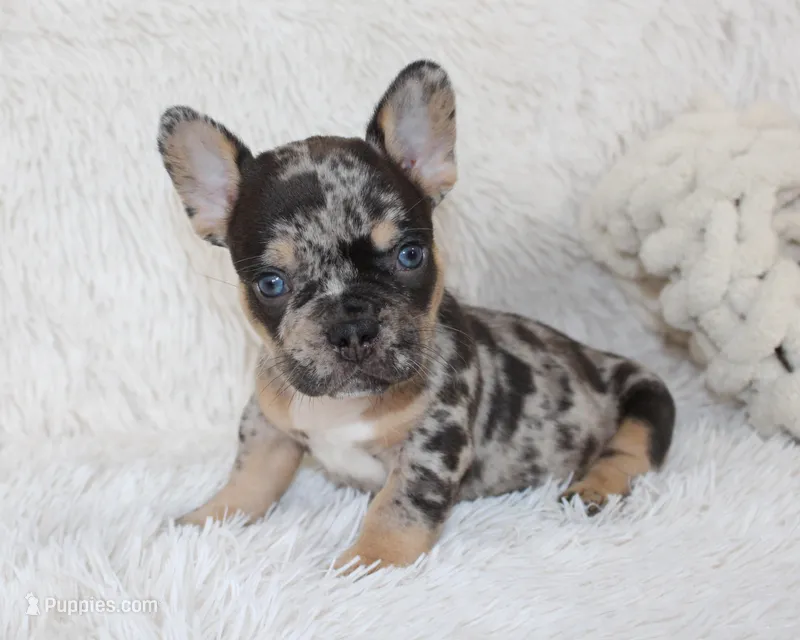 Jaxon – French Bulldog puppy for sale in Shipshewana, IN