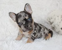 Jaxon, a male French Bulldog for sale in Shipshewana, IN – Photo 4 of 9