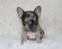 Jaxon, a male French Bulldog for sale in Shipshewana, IN – Photo 6 of 9