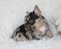 Jaxon, a male French Bulldog for sale in Shipshewana, IN – Photo 5 of 9