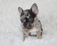 Jaxon, a male French Bulldog for sale in Shipshewana, IN – Photo 3 of 9
