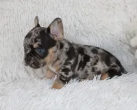 Jaxon, a male French Bulldog for sale in Shipshewana, IN – Photo 9 of 9