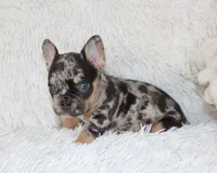 Jaxon, a male French Bulldog for sale in Shipshewana, IN – Photo 8 of 9