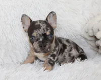 Jaxon, a male French Bulldog for sale in Shipshewana, IN – Photo 7 of 9