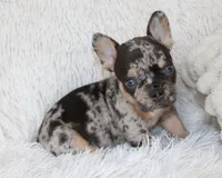 Jaxon, a male French Bulldog for sale in Shipshewana, IN – Photo 2 of 9