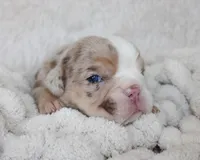 Kipp, a male English Bulldog for sale in Shipshewana, IN – Photo 2 of 6