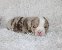 Kipp, a male English Bulldog for sale in Shipshewana, IN – Photo 3 of 6