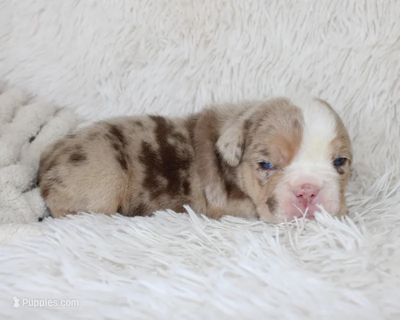 Kipp – English Bulldog puppy for sale in Shipshewana, IN
