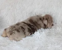 Kipp, a male English Bulldog for sale in Shipshewana, IN – Photo 5 of 6