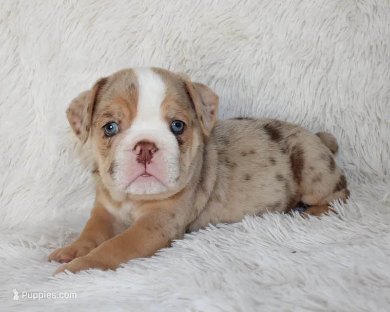 Kipp – English Bulldog puppy for sale in Shipshewana, IN