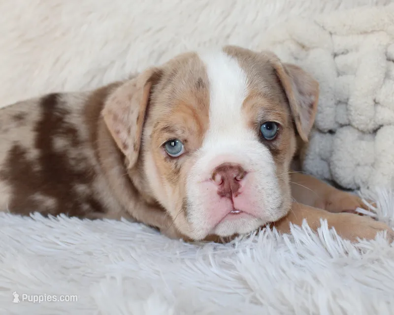 Kipp – English Bulldog puppy for sale in Shipshewana, IN