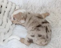 Kipp, a male English Bulldog for sale in Shipshewana, IN – Photo 6 of 6