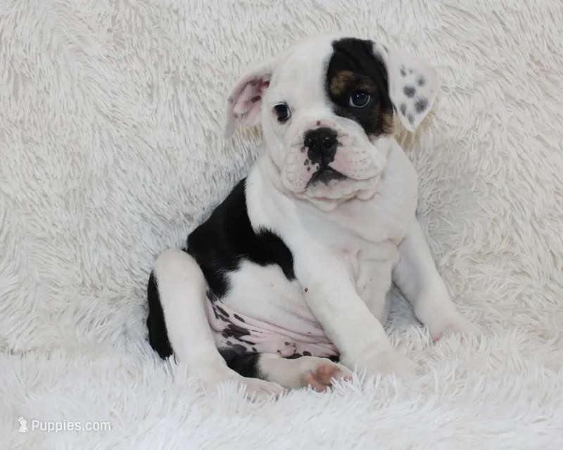 Marley – English Bulldog puppy for sale in Shipshewana, IN