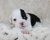 Marley, a male English Bulldog for sale in Shipshewana, IN – Photo 1 of 6