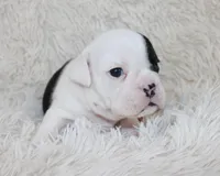 Marley, a male English Bulldog for sale in Shipshewana, IN – Photo 5 of 6