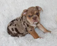 Kyah, a female English Bulldog for sale in Shipshewana, IN – 5 of 10