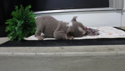 Indi Rose, a female English Bulldog for sale in Shipshewana, IN – 10 of 10