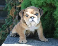 Zeus, a male English Bulldog for sale in Shipshewana, IN – 9 of 10