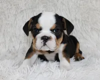 Mabel, a female English Bulldog for sale in Shipshewana, IN – Photo 7 of 8