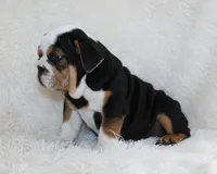Mabel, a female English Bulldog for sale in Shipshewana, IN – 6 of 10