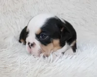 Mabel, a female English Bulldog for sale in Shipshewana, IN – Photo 7 of 7
