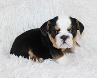 Mabel, a female English Bulldog for sale in Shipshewana, IN – Photo 8 of 8