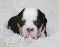 Mabel, a female English Bulldog for sale in Shipshewana, IN – Photo 6 of 7