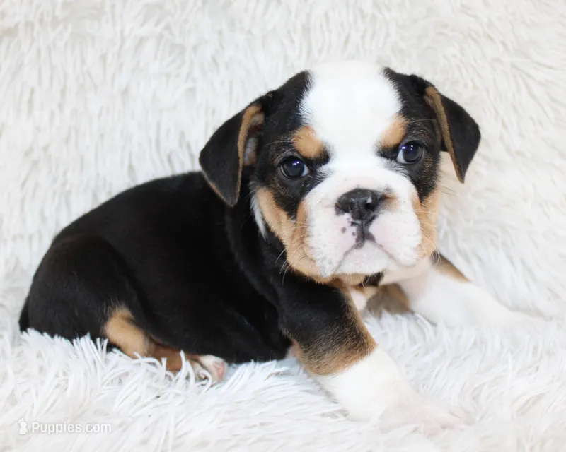 Mabel – English Bulldog puppy for sale in Shipshewana, IN