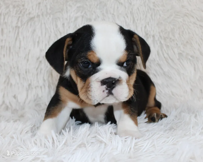 Mabel – English Bulldog puppy for sale in Shipshewana, IN