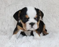 Mabel, a female English Bulldog for sale in Shipshewana, IN – Photo 2 of 8