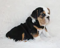 Mabel, a female English Bulldog for sale in Shipshewana, IN – 9 of 10